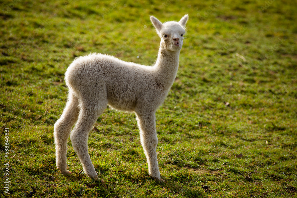 Fototapeta premium Alpaka Jungtier weiss Kitz 
