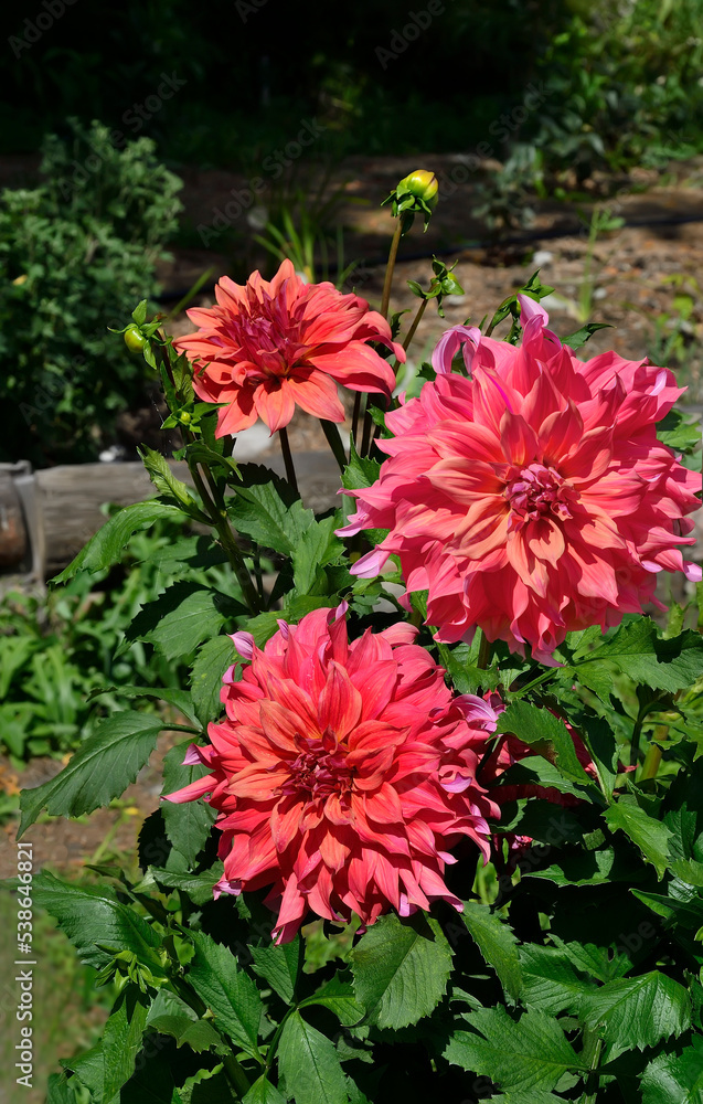 Highly ornamental delightfully delicate pink-purple dahlia flowers bush, variety Islander. Three huge, large-flowered autumnal double dahlia flower heads with leaves in garden, close up
