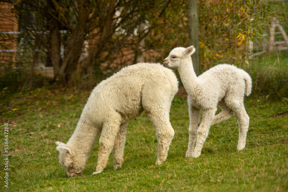 Obraz premium Wiese mit zwei Alpakas