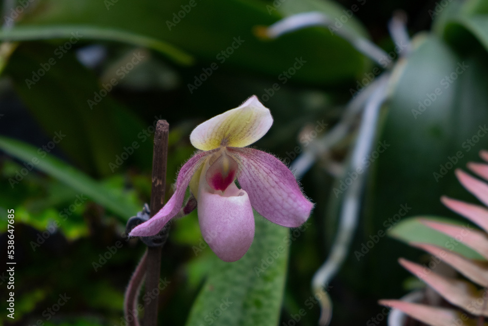 Blooming in the orangery orchid Paphiopedilum dellaina with a pink flower on a background of green leaves. Blooming in the orangery orchid Paphiopedilum dellaina with a pink flower on a background of green leaves.