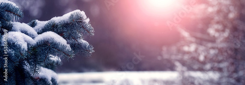 Winter landscape with a snowy spruce branch in a winter forest at sunset