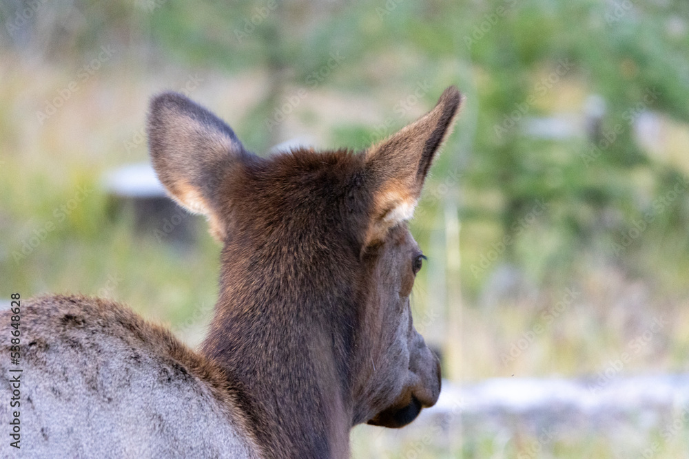 back of young female elks head with ears, green forest background back of young female elks head with ears, green forest background