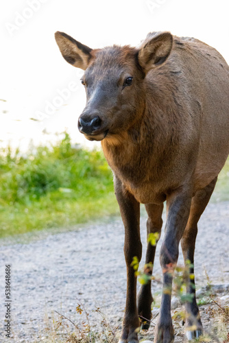 young female elk walking towards camera