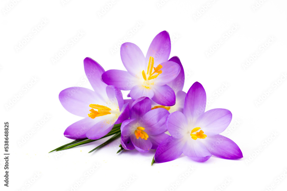 crocus - one of the first spring flowers crocus - one of the first spring flowers