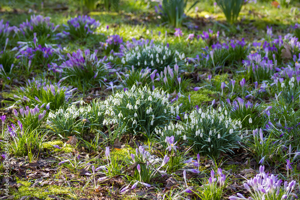 Fototapeta premium snowdrop and crocus flowers