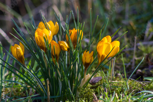 crocus - one of the first spring flowers in the garden