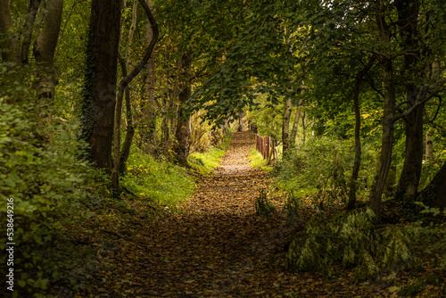 Autumnal Chaines Wood, Carnfunnock Country Park, Larne, Mid and East Antrim, County Antrim, Northern Ireland