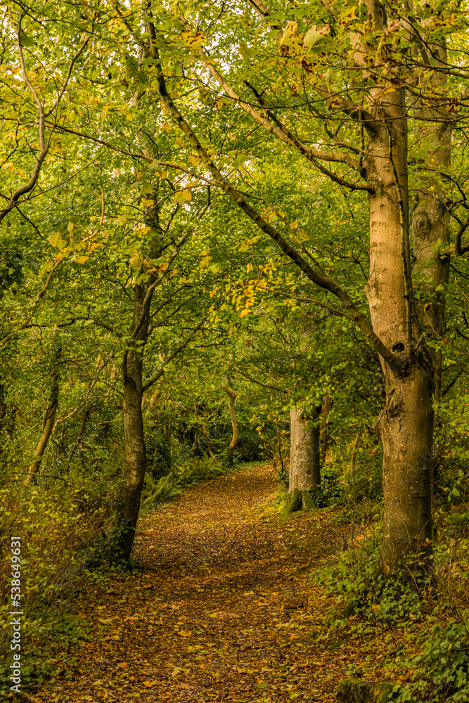 Autumnal Chaines Wood, Carnfunnock Country Park, Larne, Mid and East Antrim, County Antrim, Northern Ireland
