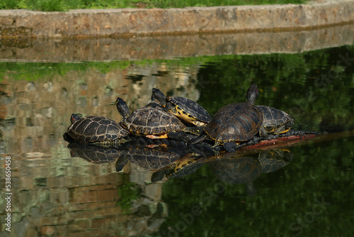 Cute Turtles on pond in park outdoors