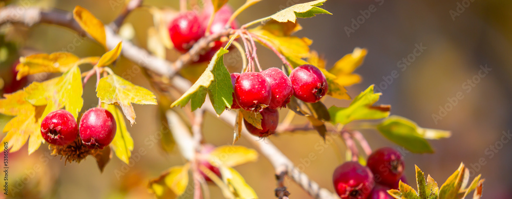 Red fruits of hawthorn on a tree, close-up. Crataegus berries, commonly called forest hawthorn. Red fruits of hawthorn on a tree, close-up. Crataegus berries, commonly called forest hawthorn.