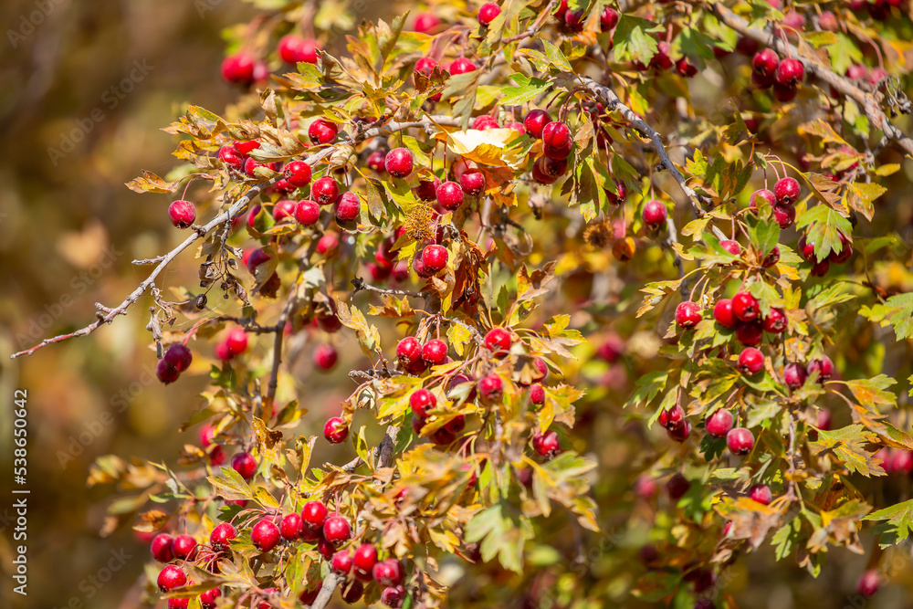Red fruits of hawthorn on a tree, close-up. Crataegus berries, commonly called forest hawthorn.
