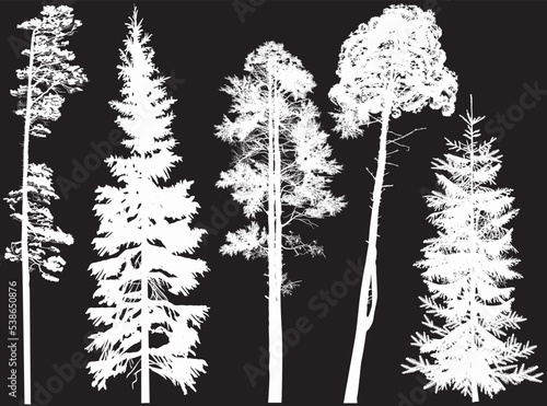 fir five silhouettes isolated on black