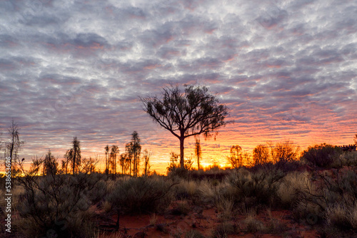 Fényképezés Early morning with cloudy sky and trees in Red Center, Australia