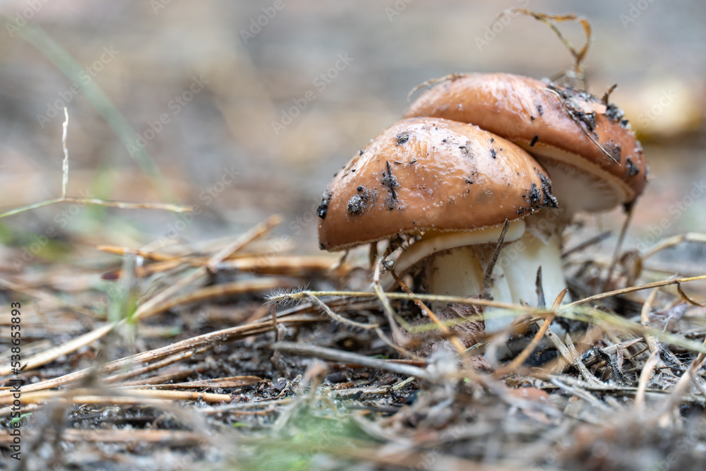 Season mushrooms in nature. Two wild mushroom porcini growing on forest floor. Edible white brown mushroom boletus edulis close up. Harvest and season fungal.