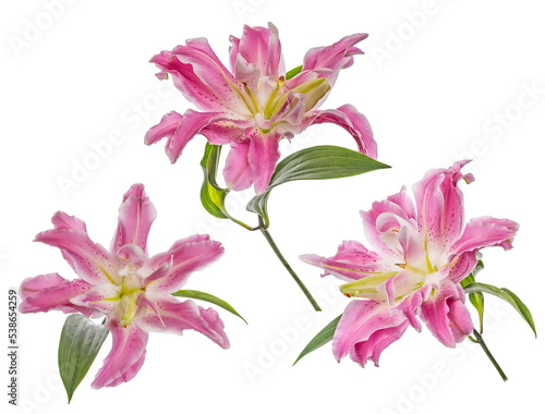 polypetalous lily pink three flowers isolated on white