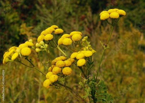 yellow flowers of wild plant tancy close up