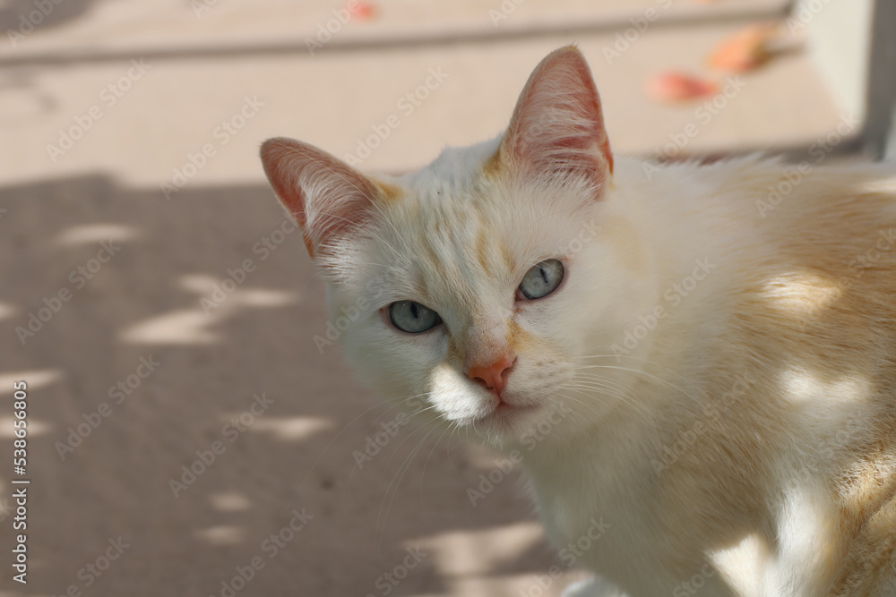 Portrait de chat