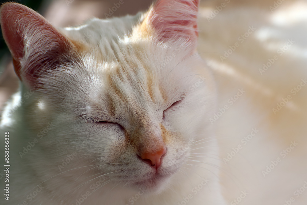 Portrait de chat tout doux