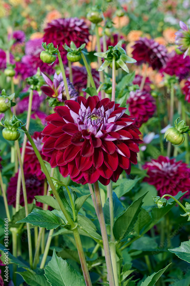 Beautiful red dahlia Embassy