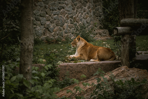 Big lioness having a rest among the green trees in a zoo. Big wild cat in captivity