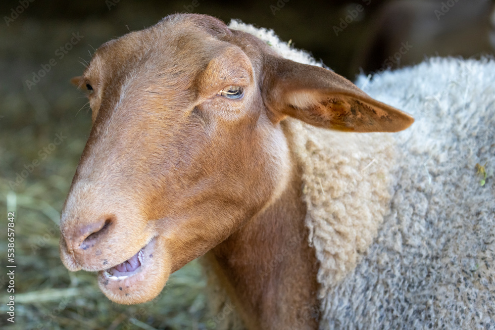 Kopf eines Coburger Fuchsschaf in der Seitenansicht