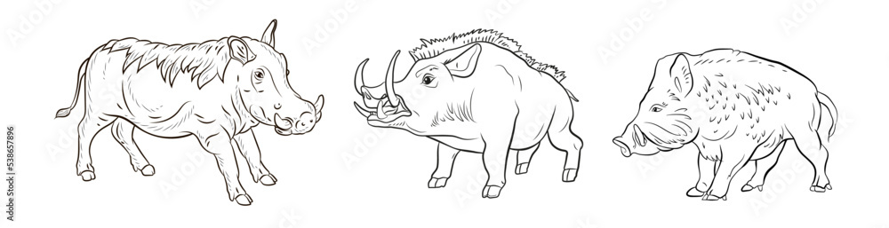 Fototapeta premium Animals. Black and white image of a large wild boar, coloring book for children. Vector drawing, background, design.