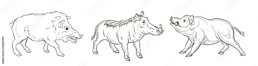 Obraz premium Animals. Black and white image of a large wild boar, coloring book for children. Vector drawing, background, design.