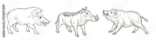 Animals. Black and white image of a large wild boar, coloring book for children. Vector drawing, background, design.