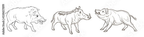 Animals. Black and white image of a large wild boar,
 coloring book for children.
Vector drawing, background, design.