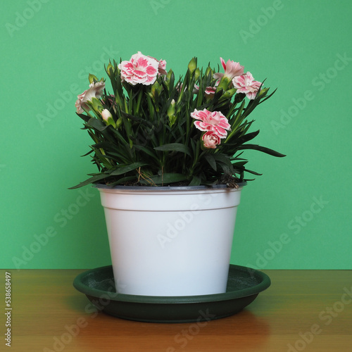 Fototapeta Naklejka Na Ścianę i Meble -  carthusian pink (Dianthus carthusianorum) flower