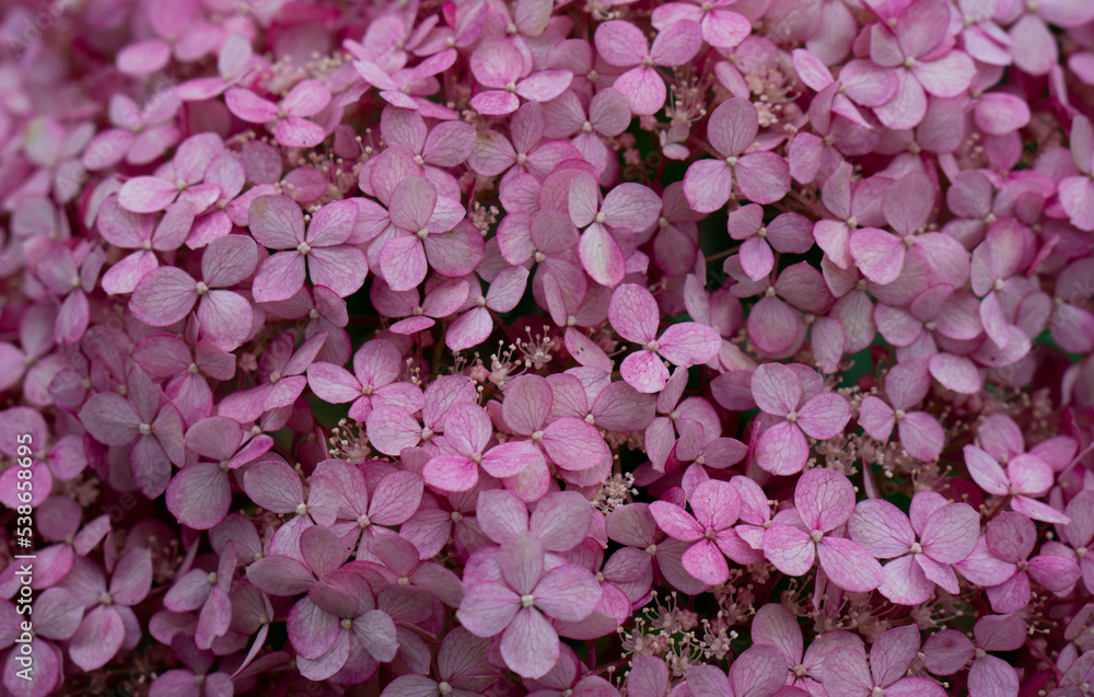 tender pinkHydrangea background. Hortensia flowers surface. Rose hydrangea. High quality photo. Selective focus tender pinkHydrangea background. Hortensia flowers surface. Rose hydrangea. High quality photo. Selective focus