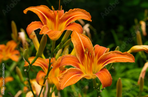 Flowering Day-lily flowers  Hemerocallis flower   closeup in the sunny day. Hemerocallis fulva. The beauty of decorative flower in garden. Soft focus. Close up shot.