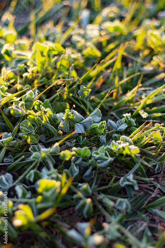 Frost on grass, dawn light (ID: 538658643)