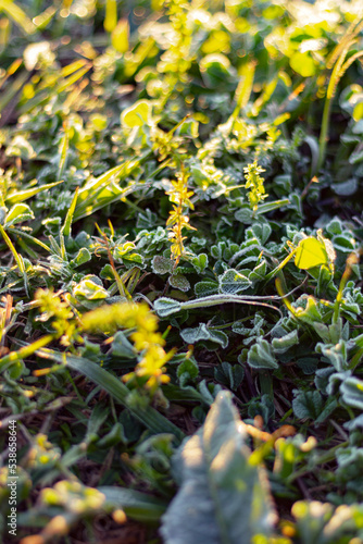 Frost on grass, dawn light (ID: 538658644)