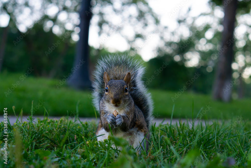 Obraz premium Golden-mantled ground squirrel, spermophilus lateralis, Montreal, Canada 