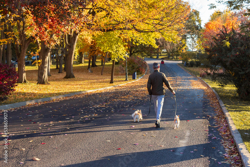 Photography Back view of man walking his two small dogs in a Plains of Abraham pedestrian st