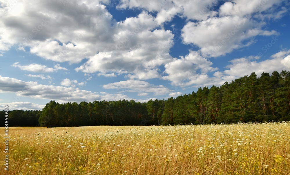 Fototapeta premium field of grass and sky