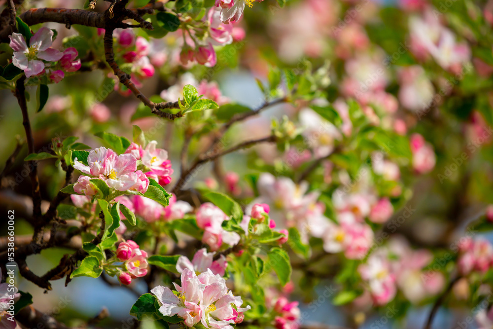 Spring blooming sakura trees. Pink flowers Sakura Spring landscape with blooming pink tree. Beautiful sakura garden on a sunny day.Beautiful concept of romance and love with delicate flowers. Spring blooming sakura trees. Pink flowers Sakura Spring landscape with blooming pink tree. Beautiful sakura garden on a sunny day.Beautiful concept of romance and love with delicate flowers.