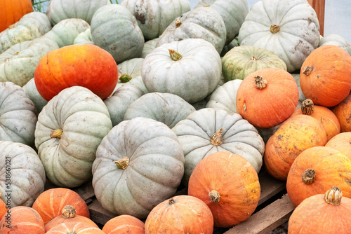 different skins, colors, shapes and sizes of pumpkins, autumn harvest time, preparing for Halloween