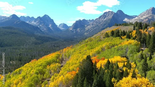 Autumn colored aspen forest in the Idaho wilderness