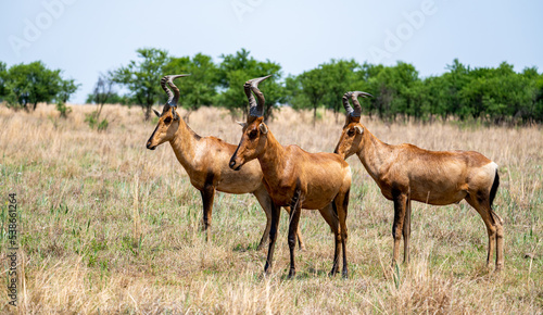Red hartebeest photographed in South Africa. 