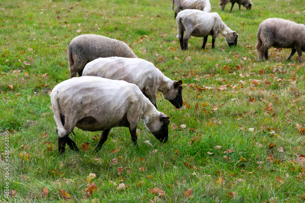 flock of sheep eating grass, autumn nature, sheared wool for sheep
sheep flock, autumn pastoral, a flock of sheep grazes on a green field, autumn time flock of sheep eating grass, autumn nature, sheared wool for sheep
sheep flock, autumn pastoral, a flock of sheep grazes on a green field, autumn time