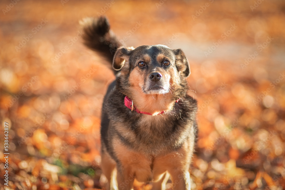 A beautiful mongrel on a walk in the fallen leaves. A beautiful mongrel on a walk in the fallen leaves.