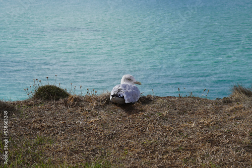 Petite pause mouette
