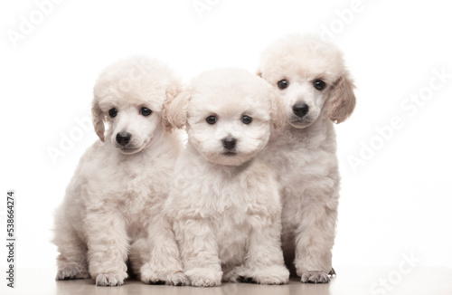 image of dog white background 