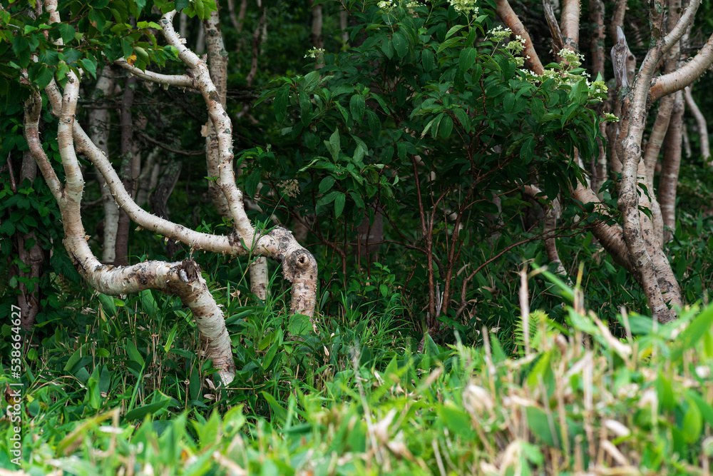 forest landscape of the island of Kunashir, twisted trees among the undergrowth of dwarf bamboo forest landscape of the island of Kunashir, twisted trees among the undergrowth of dwarf bamboo