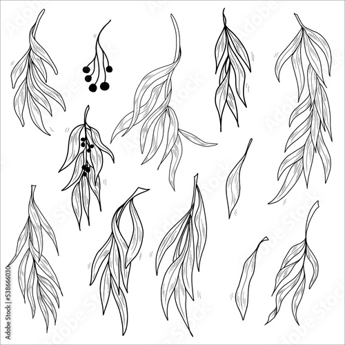 Illustration of willow twigs. Set of branches with leaves. Contour vector illustration.