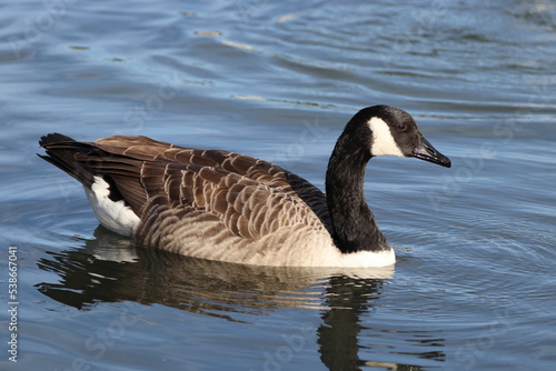 Canada Goose (Branta canadensis) Out on the lake in the mid morning sun