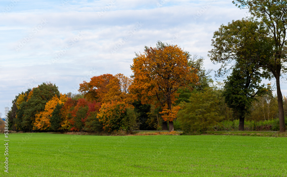 Autumn gold-brown colors on a background of green grass Autumn gold-brown colors on a background of green grass