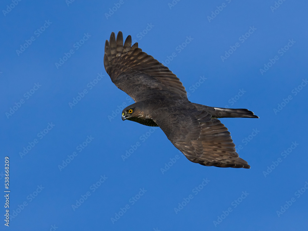 Fototapeta premium Eurasian sparrowhawk (Accipiter nisus)